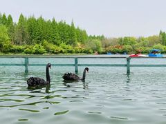-东平国家森林公园