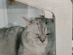 -喵园·猫主题咖啡厅·撸猫·猫咖(国贸店)