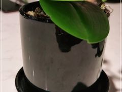 -钟菜·粤菜点心·宴请(海上世界·汇港二期店)