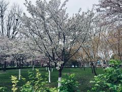 -泰丰公园