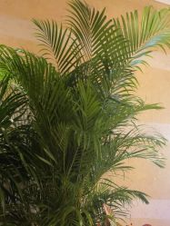 -青岛香格里拉·氣水疗中心