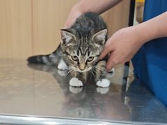 -米苏动物医院·犬猫专科·骨科外科内窥镜