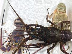 -澳门环岛游湾仔码头