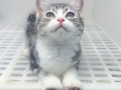-lincat·猫舍(广州店)