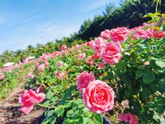 -亚龙湾国际玫瑰谷