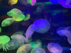 -太平洋海底世界