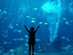 -海棠湾洲际-涛·海底餐厅·美人鱼·自助餐·海底隧道