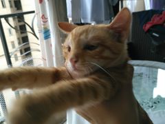 -瑞派名望24h动物医院异宠专科·猫专科·骨科·重症监护分院