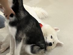 -共舞时光猫咖·狗咖(新街口店)