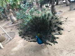 -呀路古热带植物园