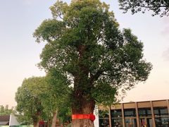 -养云安缦吧THE BAR