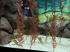 -上海海洋水族馆