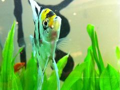 鱼缸-Gloria Jean's Coffees