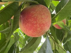 -老袁家蜜桃农场·阳山水蜜桃