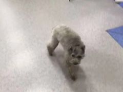 -喜多萌中农锦绣动物医院24H·猫科·牙科MRI·CT