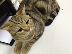 -康乐宝动物医院