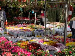 -桂林市花鸟市场