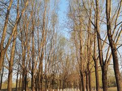 -长白岛森林公园
