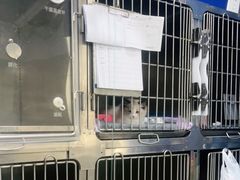 -申普宠物医院·眼科·心内科·影像科(普陀分院)
