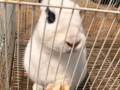 -前小桔亲子创意农场·草莓采摘·露营烧烤