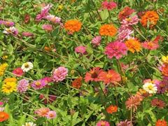 -迪茵湖田家舍生态农场