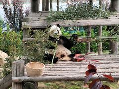 -西霞口神雕山野生动物世界