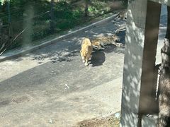 -大连森林动物园