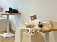 -有喵·猫咖·狗咖·30几只猫10只小狗(岗厦店)