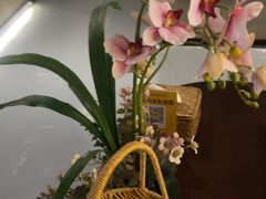 -施奈儿.洗头頭療.按摩SPA.采耳(上梅林店)