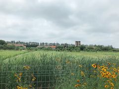 -上海长兴岛郊野公园