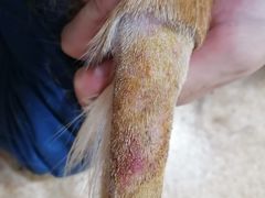 -芭比堂宠物医院·全科爱猫医院·仁德分院