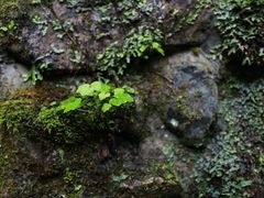 -西岭雪山大飞水景区