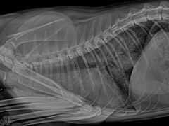 -荔康动物医院(康王北路店)