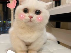 -欣宠猫屋·矮脚拿破仑·蓝金金渐层