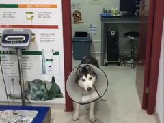-哆趣宠物医院·眼科·内镜·急重症转诊中心(上海店)