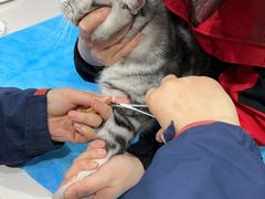 -伟伟宠物医院·CT影像中心·瑞派犬猫综合性门诊(汉口总院)