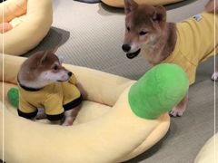 -逗柴咖啡屋·狗咖猫咖宠物桌游