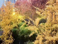 -重庆市江北嘴中央商务区中央公园