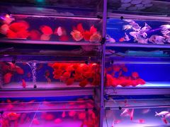 -花鸟鱼虫鲜花绿植市场(玉泉路店)