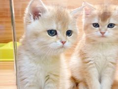 -猫十亿·布偶金渐层·曼基康矮脚猫舍(青年路店)