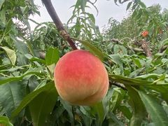-崔记生活·铁锅炖鱼粘卷子(总店)