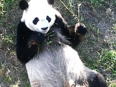 android_upload_pic-石家庄市动物园