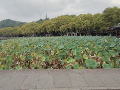-苏堤停车场