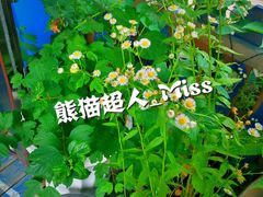 -84那年咖啡馆(李沧万达店)