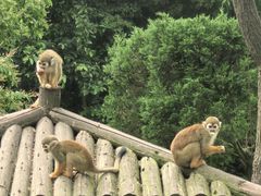-上海野生动物园