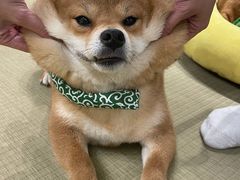 -逗柴咖啡屋·狗咖猫咖宠物桌游