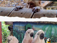 -西双版纳原始森林公园