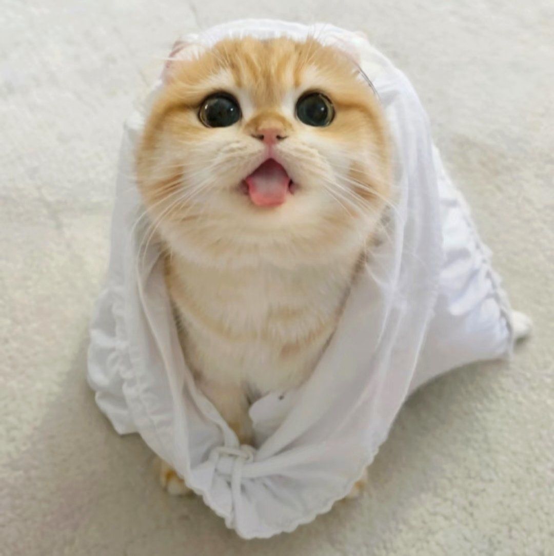 微笑的猫咪治愈系