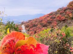 -北京西山国家森林公园
