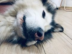 -李小姐の猫咖啡馆(五角场店)